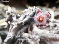 Apteranthes europaea judaica