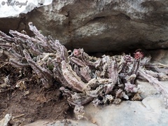 Apteranthes europaea judaica