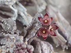 Apteranthes europaea judaica