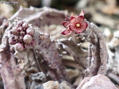 Apteranthes europaea judaica