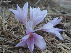 Colchicum hierosolymitanum