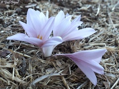 Colchicum hierosolymitanum