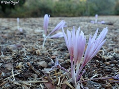 Colchicum hierosolymitanum