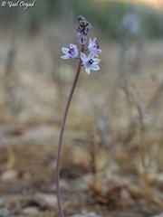 Prospero autumnale