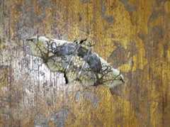 Omphisa anastomosalis
