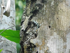 Holaspis guentheri