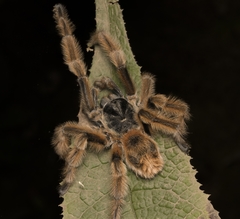 Phrixotrichus vulpinus