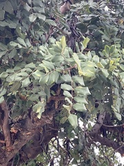 Ceratonia siliqua