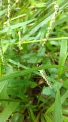 Spaniocelyphus palmi