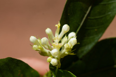Palicourea violacea