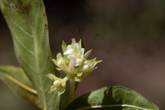 Palicourea violacea