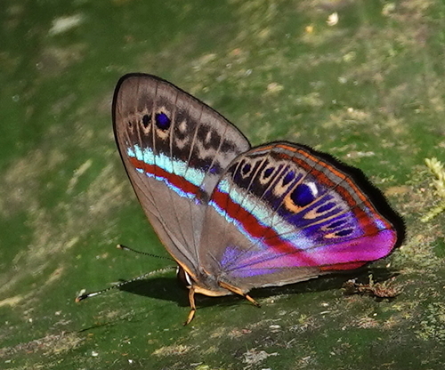 Euselasia orba
