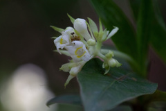 Palicourea violacea