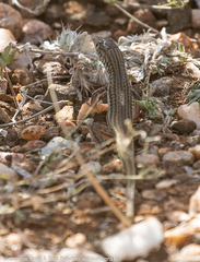 Latastia longicaudata