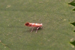 Cameraria bethunella