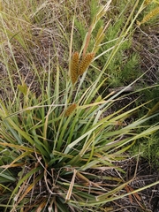 Carex clavata