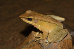 Indosylvirana caesari