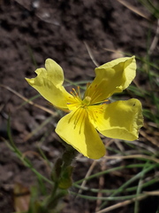 Crocanthemum brasiliense