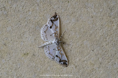 Polythlipta macralis
