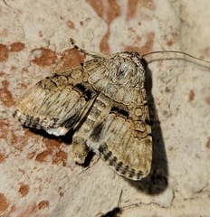 Sympistis occata