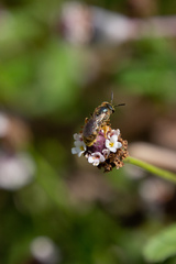 Halictus poeyi