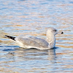 Larus argentatus