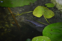 Devario malabaricus