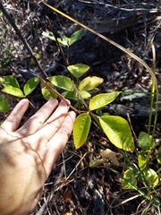 Desmodium floridanum