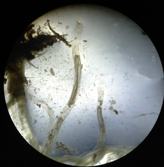 Tubulariidae