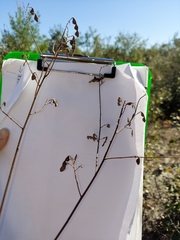 Desmodium floridanum