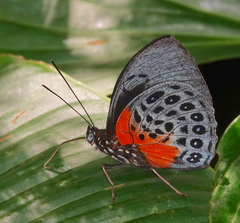 Prepona hewitsonius