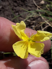 Crocanthemum brasiliense