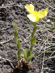 Crocanthemum brasiliense