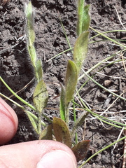 Crocanthemum brasiliense