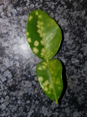 Xanthomonas