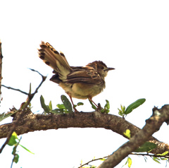 Cisticola chiniana