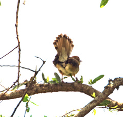 Cisticola chiniana