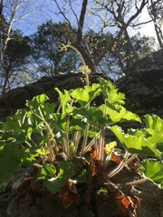 Heuchera richardsonii