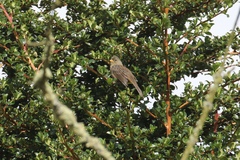 Catamenia