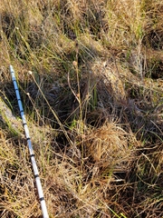 Rhynchospora cephalantha