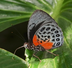 Prepona hewitsonius