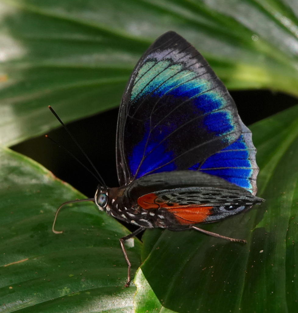 Prepona hewitsonius