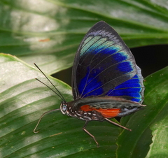 Prepona hewitsonius