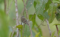 Nesotriccus incomtus