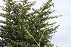 Catamenia