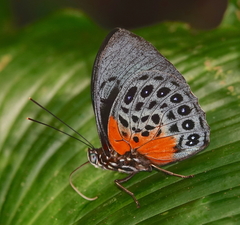 Prepona hewitsonius