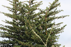 Catamenia