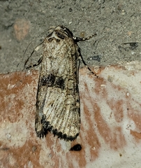 Sympistis occata