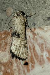 Sympistis occata