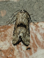 Sympistis occata
